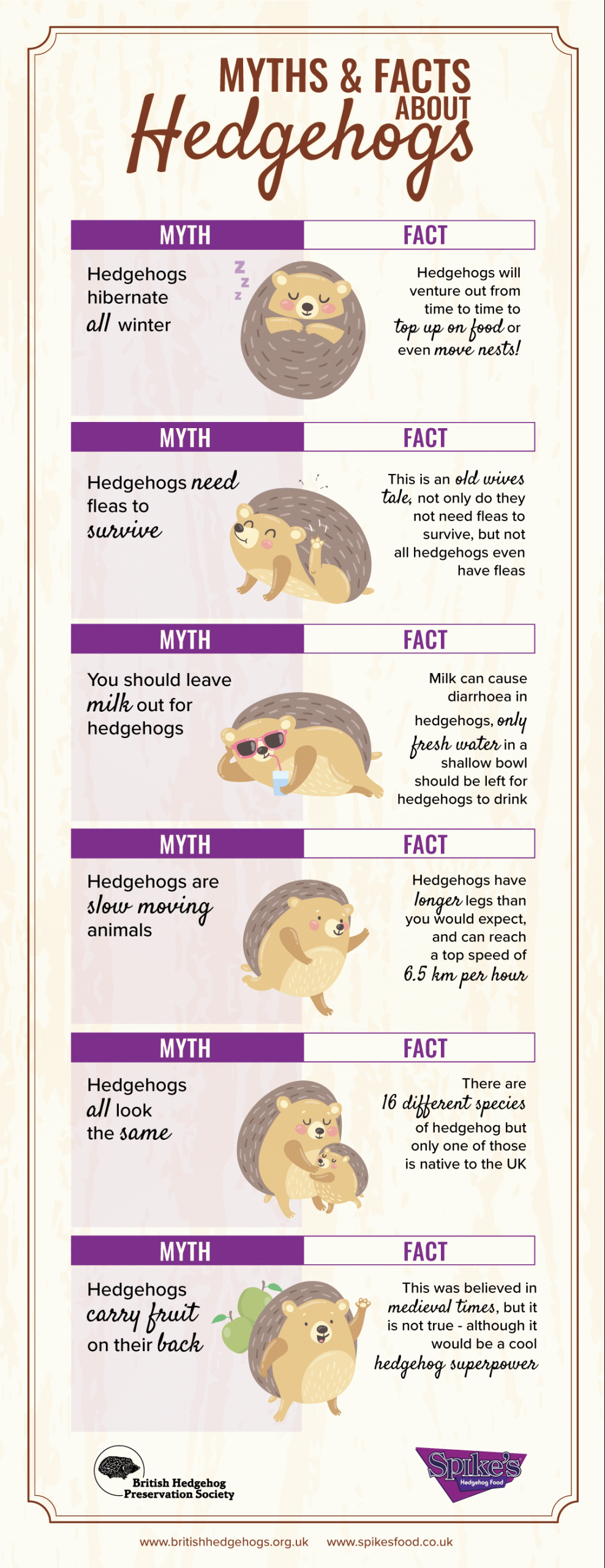 Myth: Hedgehogs hibernate all winter. Fact: Hedgehogs will venture out from time to time to top up on food or even move nests! Myth: Hedgehogs need fleas to survive. Fact: This is an old wives tale, not only do they not need fleas to survive, but not all hedgehogs even have fleas. Myth: You should leave milk out for hedgehogs. Fact: Milk can cause diarrhoea in hedgehogs, only fresh water in a shallow bowl should be left for hedgehogs to drink Myth: Hedgehogs are slow moving animals. Fact: Hedgehogs have longer legs than you would expect, and can reach a top speed of 9 km per hour. Myth: Hedgehogs all look the same. Facts: There are 16 different species of hedgehog but only one of those is native to the UK. Myth: Hedgehogs carry fruit on their back. Fact: This was believed in medieval times, but it is not true (although it would be a cool hedgehog superpower)
