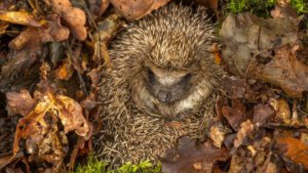 The Truth About Hedgehog Hibernation | Spike's