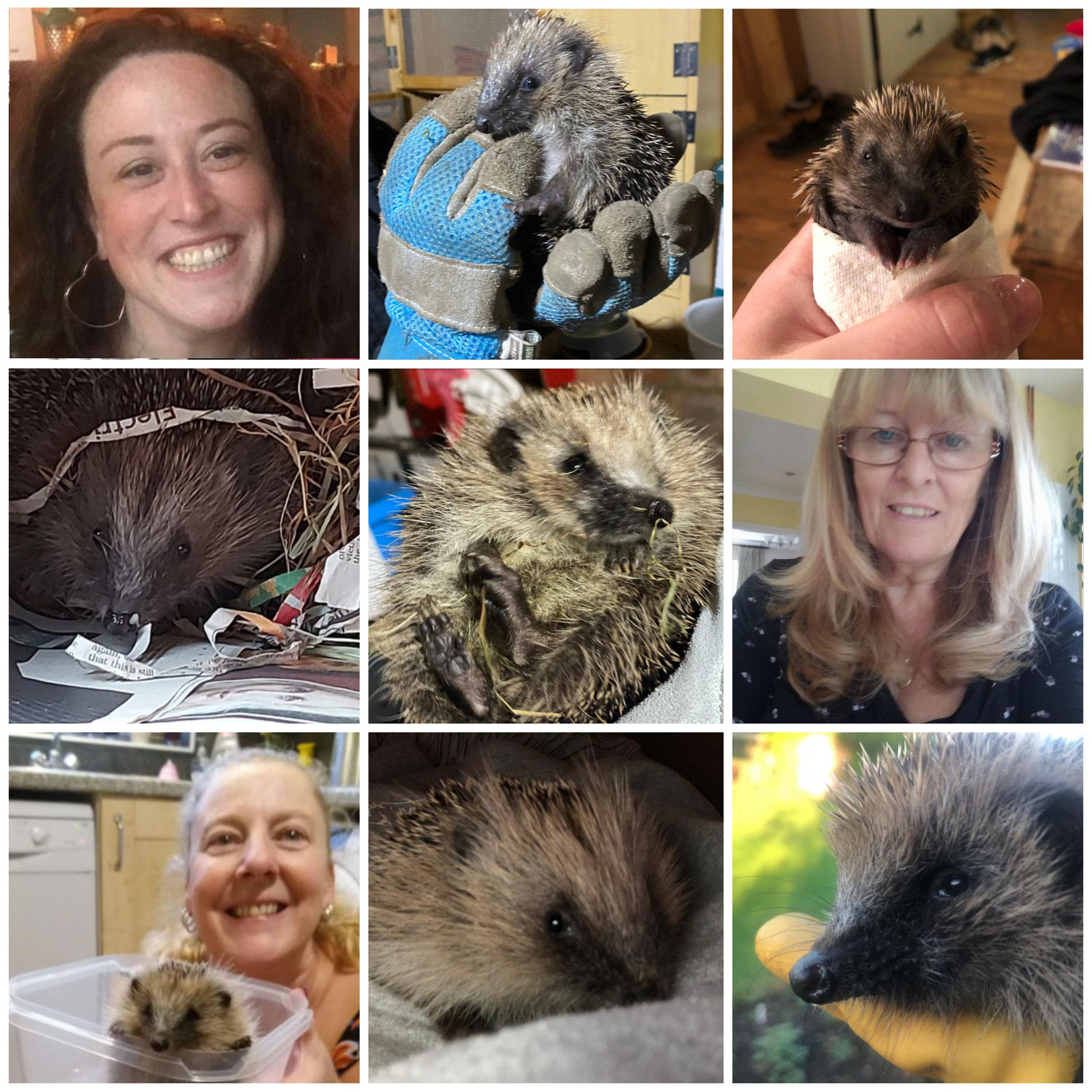Hedgehog hero Catherine Jones