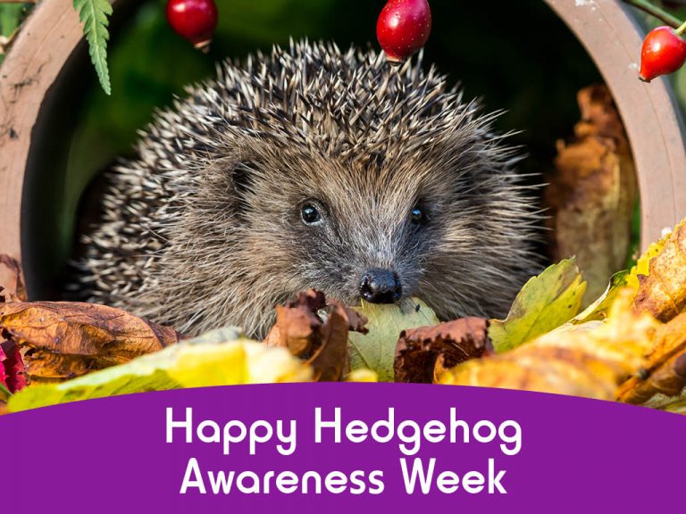 Hedgehog awareness week 2021 | Spike's
